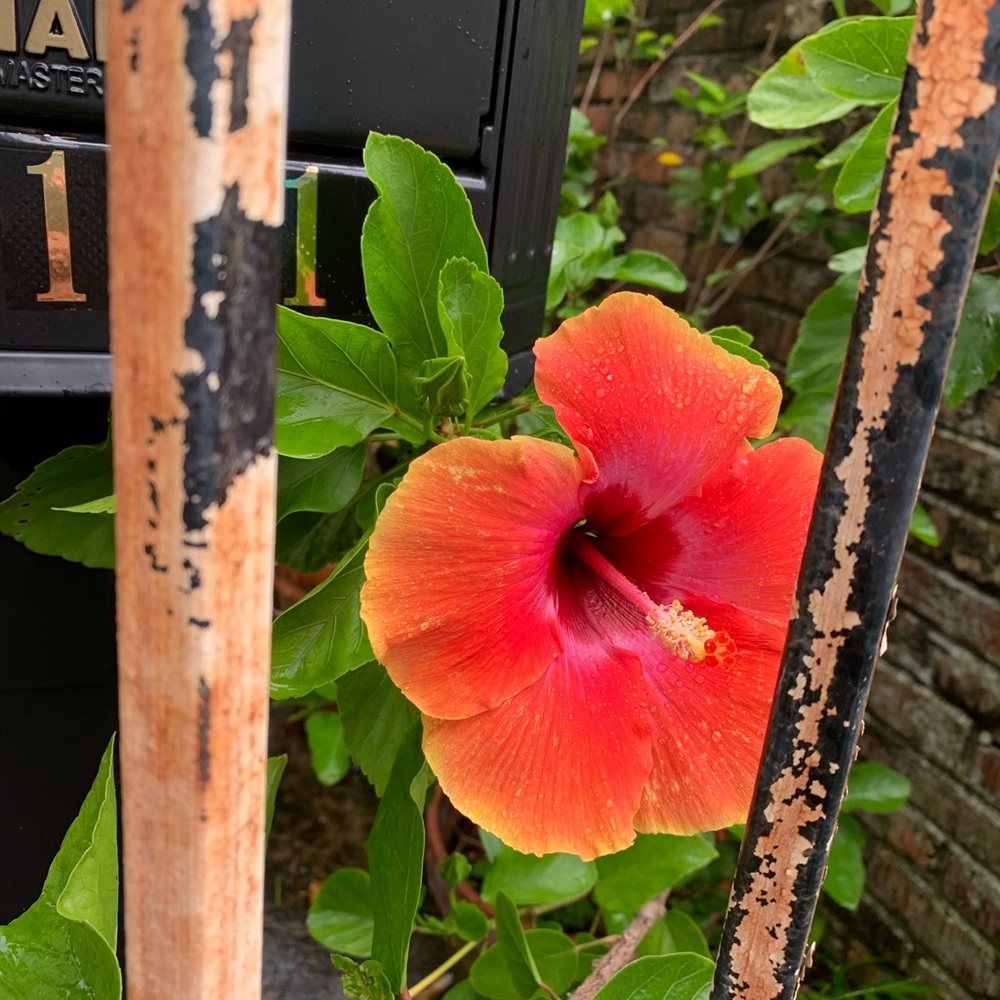 Meet your Posher, Juliet